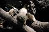 ueno_zoo_4633_mini.jpg