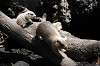ueno_zoo_4634_mini.jpg