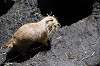 ueno_zoo_4635_mini.jpg