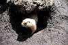ueno_zoo_4637_mini.jpg