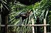 ueno_zoo_4639_mini.jpg