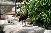 ueno_zoo_4642_mini.jpg
