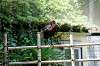 ueno_zoo_4643_mini.jpg