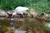 ueno_zoo_4646_mini.jpg