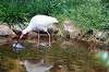 ueno_zoo_4647_mini.jpg