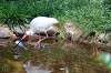 ueno_zoo_4648_mini.jpg