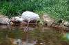 ueno_zoo_4651_mini.jpg