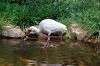 ueno_zoo_4653_mini.jpg