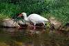 ueno_zoo_4654_mini.jpg