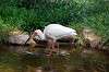 ueno_zoo_4656_mini.jpg