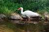ueno_zoo_4657_mini.jpg