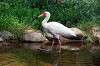 ueno_zoo_4658_mini.jpg