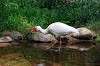 ueno_zoo_4659_mini.jpg