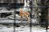 ueno_zoo_4661_mini.jpg