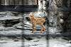 ueno_zoo_4664_mini.jpg