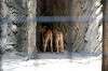 ueno_zoo_4667_mini.jpg