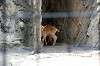 ueno_zoo_4668_mini.jpg