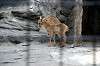 ueno_zoo_4670_mini.jpg