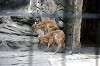 ueno_zoo_4671_mini.jpg