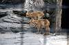 ueno_zoo_4673_mini.jpg