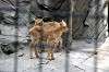 ueno_zoo_4674_mini.jpg