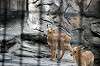 ueno_zoo_4675_mini.jpg