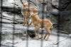 ueno_zoo_4676_mini.jpg