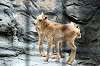 ueno_zoo_4677_mini.jpg