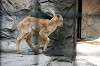 ueno_zoo_4678_mini.jpg