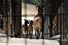 ueno_zoo_4679_mini.jpg