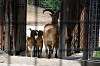 ueno_zoo_4680_mini.jpg