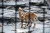 ueno_zoo_4681_mini.jpg