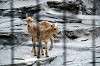 ueno_zoo_4682_mini.jpg