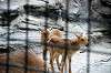 ueno_zoo_4683_mini.jpg