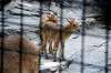 ueno_zoo_4684_mini.jpg