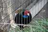 ueno_zoo_4688_mini.jpg