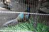 ueno_zoo_4693_mini.jpg