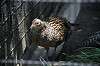 ueno_zoo_4694_mini.jpg