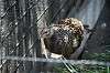 ueno_zoo_4695_mini.jpg