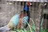 ueno_zoo_4697_mini.jpg