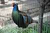 ueno_zoo_4698_mini.jpg