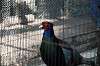 ueno_zoo_4699_mini.jpg