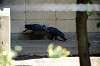 ueno_zoo_4705_mini.jpg