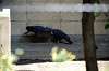 ueno_zoo_4706_mini.jpg