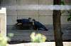 ueno_zoo_4711_mini.jpg