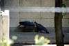 ueno_zoo_4713_mini.jpg