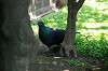 ueno_zoo_4714_mini.jpg