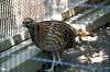 ueno_zoo_4716_mini.jpg