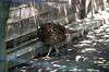 ueno_zoo_4717_mini.jpg