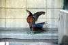 ueno_zoo_4718_mini.jpg